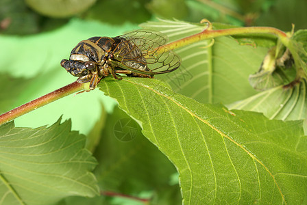 塞卡达蒂比肯戴维斯昆虫翅膀绿色害虫叶子环境水平棕色森林荒野图片