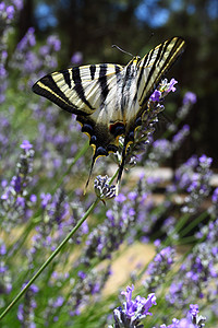 美丽的蝴蝶坐在熏衣草上植物季节芳香植物学叶子晴天花园花瓣紫色生活图片