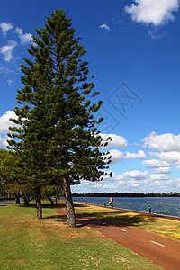 澳大利亚珀斯的Araucaria树植物松树区系场景黄色天空叶子草地花园蓝色图片
