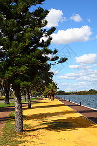 澳大利亚珀斯的Araucaria树叶子植物学草地公园黄色区系场景松树天空植物图片