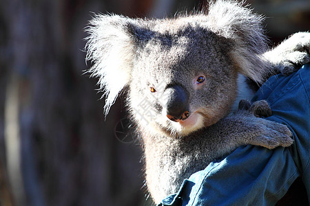 澳大利亚Koala毛皮哺乳动物正方形动物园避难所桉树婴儿考拉食草野生动物图片