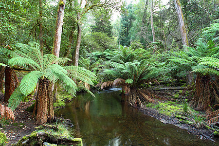 华丽的Russel瀑布在澳大利亚塔斯马尼亚州Mt Field国家公园喷洒丛林场地溪流苔藓飞溅流动峡谷公吨薄雾森林图片