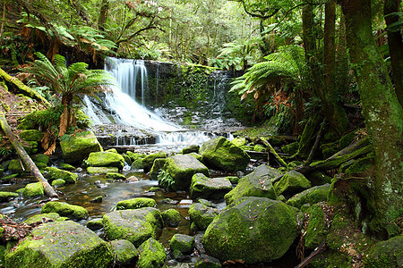 华丽的Russel瀑布在澳大利亚塔斯马尼亚州Mt Field国家公园喷洒森林峡谷溪流场地流动公吨丛林飞溅苔藓薄雾图片
