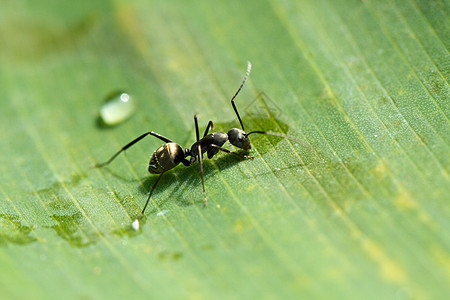 绿叶上的黑蚂蚁图片