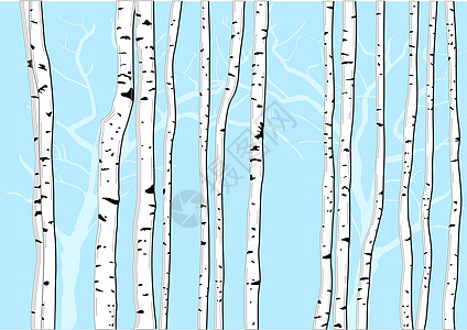 白树森林桦木团体植物风景树木树林白色桦树绿色背景图片