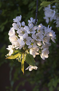 樱桃曙光鲜花唤醒图片