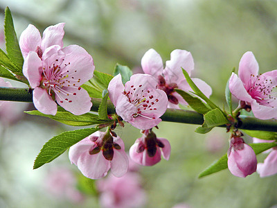 桃花的花朵背景图片