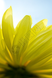 黄色菊花投标水滴植物学花束季节植物宏观礼物花瓣花园图片