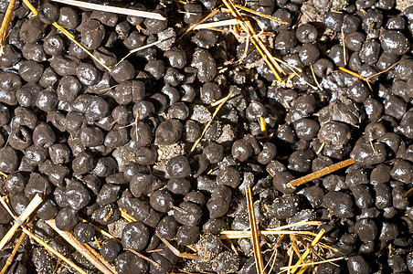 Alpaca 粪肥肥料鹅卵石矿物农业图片