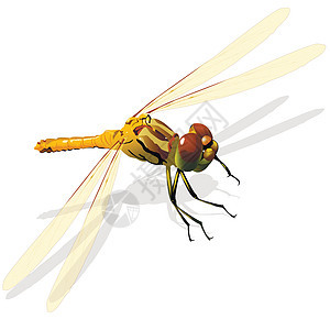 龙静脉云母蜻蜓捕食者航班尾巴翅膀绿色背景图片