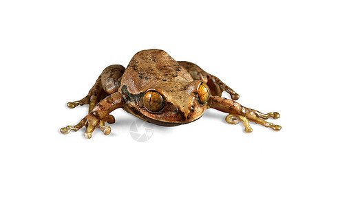 孔雀蛙眼睛热带孔雀动物宏观野生动物丛林白色青蛙树蛙背景图片