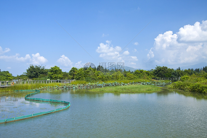 香港白天的湿地池塘森林环境植物热带草地天空蓝色国家荒野野生动物图片