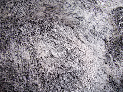 浅黑色野生动物白色哺乳动物灰色外套荒野宏观头发动物背景图片