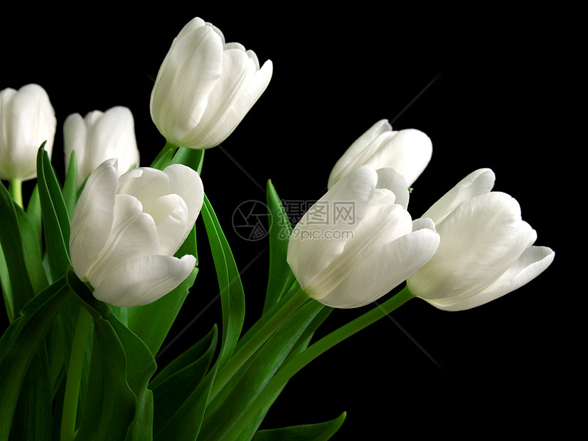 黑色背景上的白色郁金花花束灯泡展示妈妈们植物叶子植物群庆典郁金香绿色图片