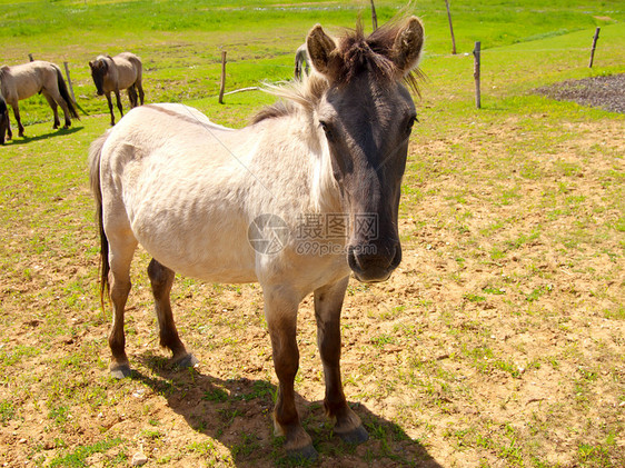 马在田地上马术棕色草稿蓝色朋友哺乳动物耳朵农场鼻子绿色植物图片