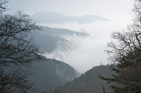 中国湖北山峰 树林 云 被夺去山脉森林旅游松树树木背景图片