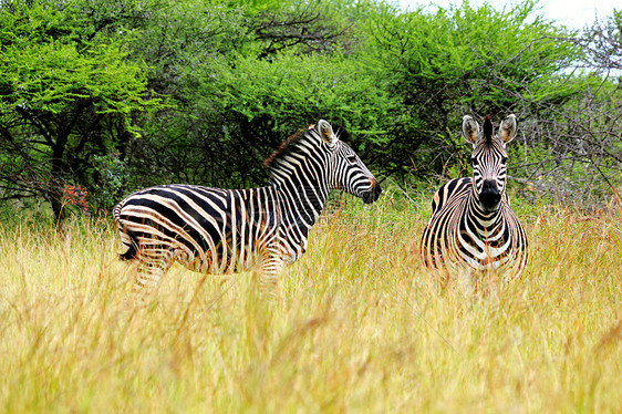 两个斑马野生动物动物黑色游戏旅行荒野条纹白色角度哺乳动物图片