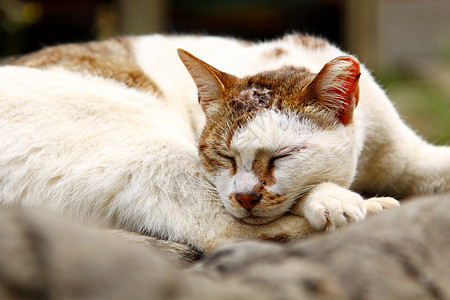 睡猫趴在地上乐趣手表虎斑数字地面动物哺乳动物宠物眼睛图片