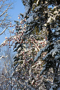 冬木阳光松树场景阴影森林红色天空蓝色图片