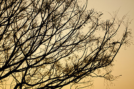 日落时秋树枝图片