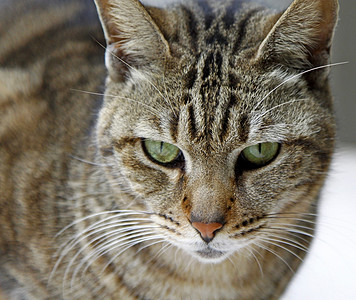 猫眼尖锐的猫 寻找食物高清图片