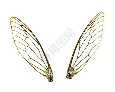 孤立的Cicada(Jar FLY)翼图片