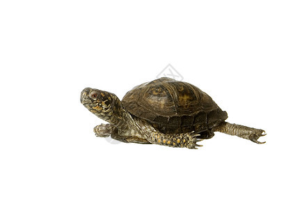 海龟速度爬虫宠物乌龟动物背景图片
