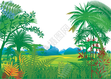 有棕榈树的丛林图片