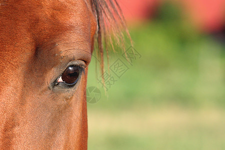 马眼眼睛谷仓国家骑术朋友场地哺乳动物马匹农场良种图片