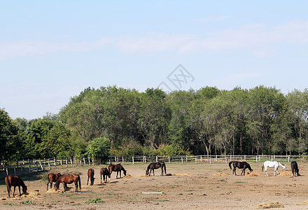 马匹农场现场牧场棕色干草哺乳动物动物场地黑色绿色畜栏图片