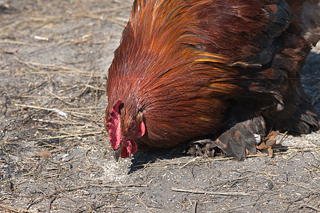 龙式羽毛乡村家禽红色农场公鸡男性农业家畜波峰图片