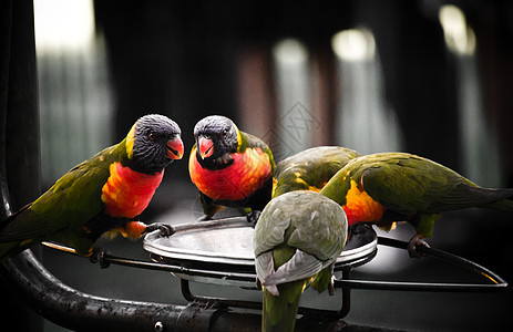 武汉鹦鹉洲长江大桥彩虹 Lorikeets 进食背景