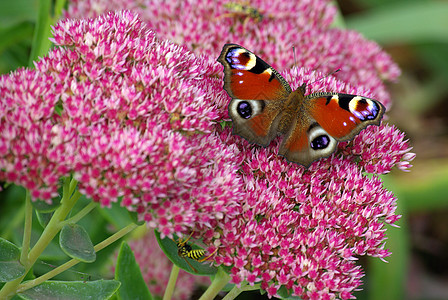 蝴蝶花蜜孔雀昆虫翅膀植物蜜蜂背景图片