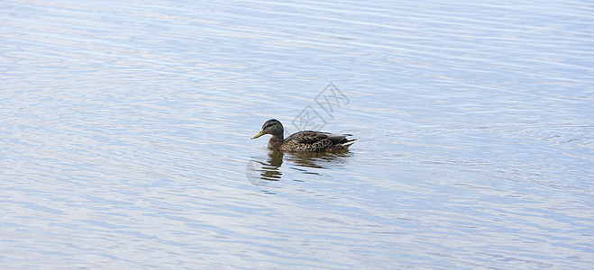 鸭子木头风景孤独海浪天空寂寞港口动物河岸海景图片