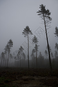 雾景观荒野环境保护乔木针叶林薄雾环境树干叶子地衣苔藓背景图片