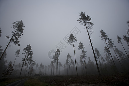 雾景观落叶林针叶林乔木环境力量苔藓薄雾树区植物树木背景图片