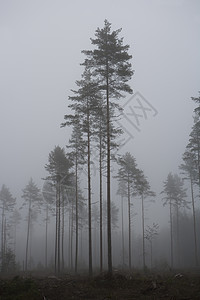 雾景观树木叶子乔木环境保护落叶林落叶树区生长树干荒野背景图片