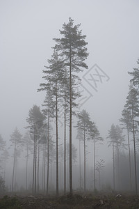 雾景观环境叶子植物苔藓落叶力量针叶林树木落叶林生长背景图片