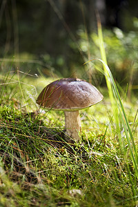 蘑菇室 Foray突袭雨后春笋树木森林棕色宏观自然世界苔藓生长对象图片