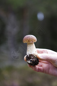 蘑菇室 Foray树木焦点对象自然世界棕色选择性雨后春笋生长苔藓森林图片