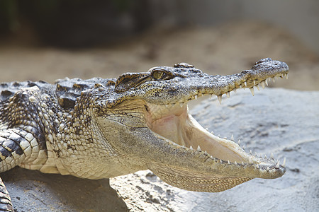 鳄鱼力量动物皮革眼睛食肉危险生物两栖动物侵略荒野图片