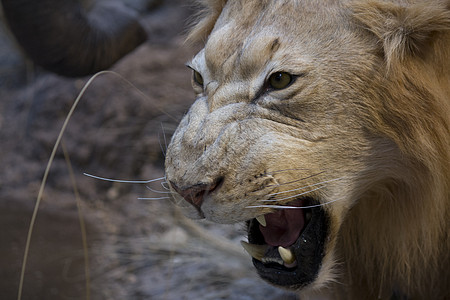 大狮子露出牙齿雄性愤怒大猫食肉兽嘴野生动物兽头侵略水平动物图片