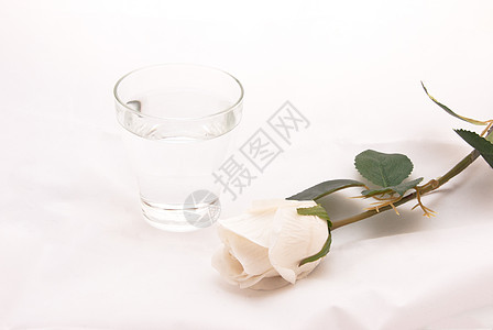 水和白玫瑰图片