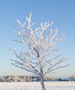 一月你好风景冬季风景季节水平下雪天气视图阳光低角度天空蓝色背景