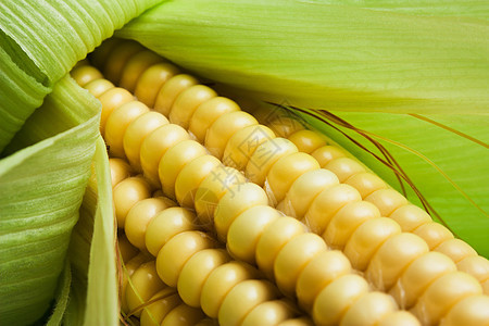 甜玉米可可营养种子粮食收成水果叶子内核黄色谷物农业图片