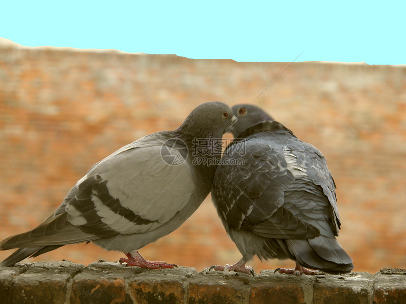相爱的鸽子性别男性女性夫妻动物图片