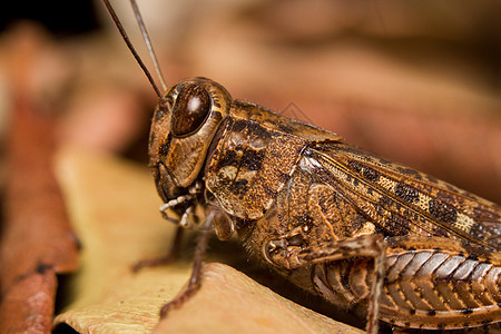 棕漏洞生物蟋蟀刺槐宏观叶子天线脊椎动物荒野昆虫图片