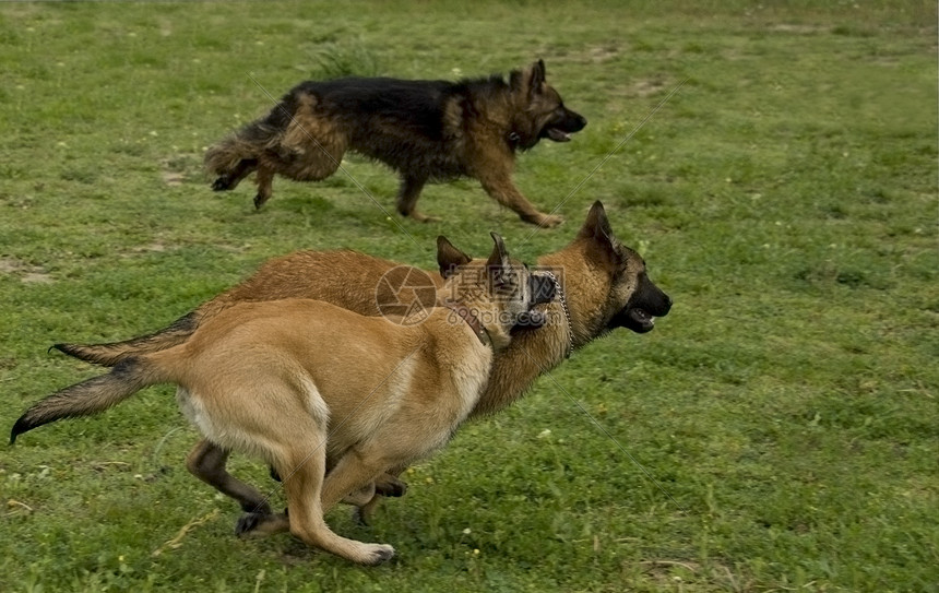 正在运行的狗狗哺乳动物衣领宠物犬类场地动物牧羊人跑步牧羊犬警卫图片
