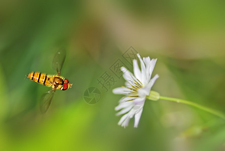 蜜蜂植物环境花粉蜂蜜生态花朵益虫昆虫农业图片