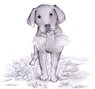 黑白素描的狗皮笔背景图片